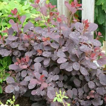 Cotinus coggygria 'Winecraft Black®' (120516)