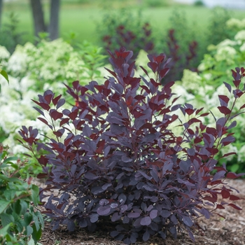 Cotinus coggygria 'Winecraft Black®' (120517)