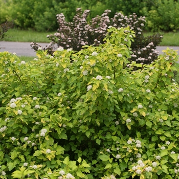 Physocarpus opulifolius 'Festivus Gold®' (120520)