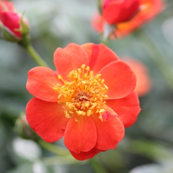 Rosa 'Oso Easy Hot Paprika®' (120521)