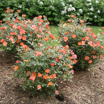 Rosa 'Oso Easy Hot Paprika®' (120522)