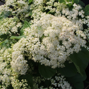 Viburnum dilatatum 'Tandoori Orange®' (120551)