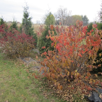 Viburnum dilatatum 'Tandoori Orange®' (120552)