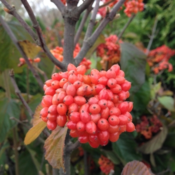 Viburnum dilatatum 'Tandoori Orange®' (120553)