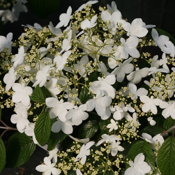 Viburnum plicatum var. tomentosum 'Wabi-Sabi®' (120555)