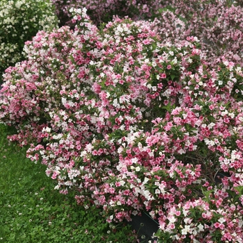 Weigela florida 'Czechmark Trilogy®' (120560)