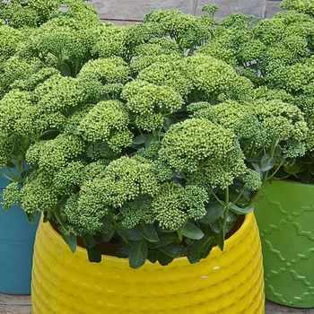 Sedum Rock 'N Grow® 'Lemonjade' (120986)