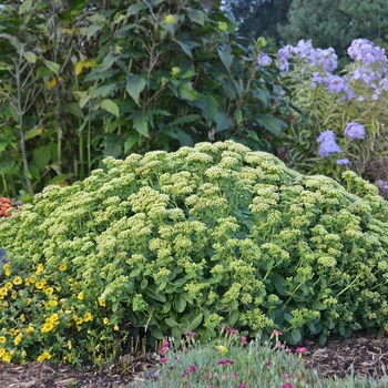 Sedum Rock 'N Grow® 'Lemonjade' (120988)