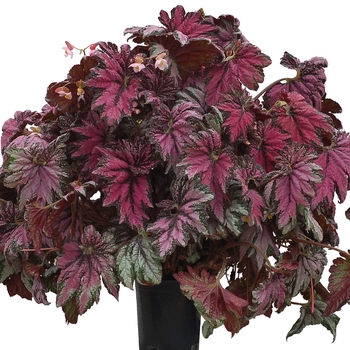 Begonia T Rex™ 'Dancing Peacock' (121155)