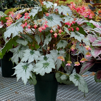 Begonia Holiday™ 'Snowflake' (121170)