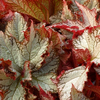 Begonia Nautilus™ 'Moonlit' (121185)