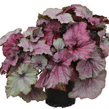 Begonia Nautilus™ 'Ruby' (121187)