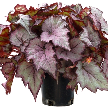 Begonia Shade Angel™ 'Pearl' (121191)