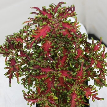 Coleus TERRA NOVA® 'Scarlet Ibis' (121206)