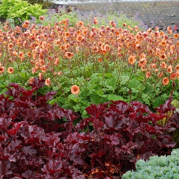 Geum Tempo™ 'Orange' (121218)