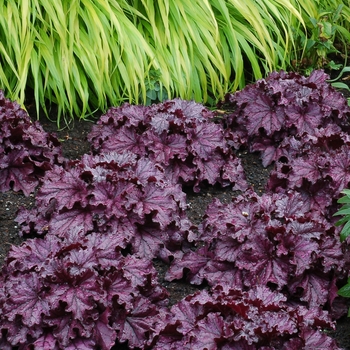 Heuchera Forever® 'Purple' (121220)