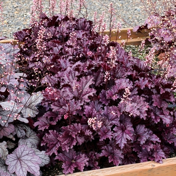 Heuchera Forever® 'Purple' (121221)