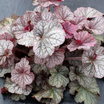 Heuchera Northern Exposure™ 'Silver' (121235)