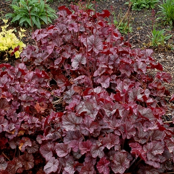 Heuchera Northern Exposure™ 'Silver' (121237)