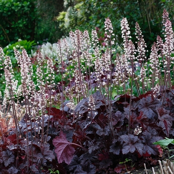 Heucherella 'Onyx' (121239)