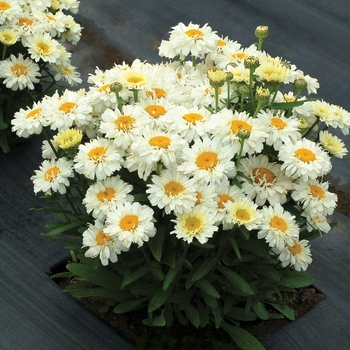 Leucanthemum x superbum 'Adorable' (121241)