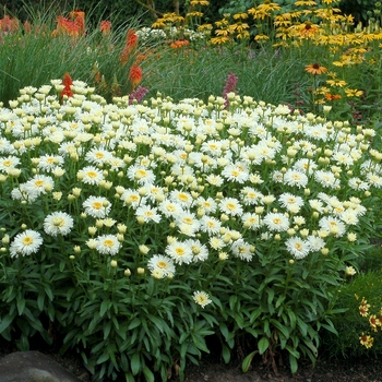 Leucanthemum x superbum 'Coconut' (121244)