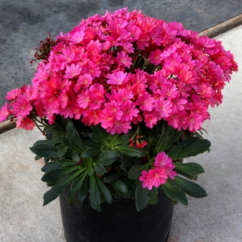 Lewisia Constant™ 'Fuchsia' (121245)