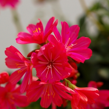 Lewisia Constant™ 'Fuchsia' (121246)