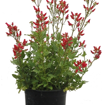 Scrophularia macrantha 'Cardinale™ Red' (121249)