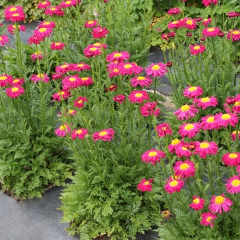 Tanacetum coccineum Radiant™ 'Deep Pink' (121250)