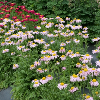 Tanacetum coccineum Radiant™ 'Light Pink' (121252)