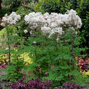 Thalictrum aquilegifolium Nimbus™ 'White' (121255)