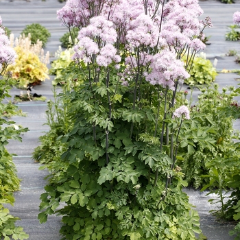 Thalictrum aquilegifolium Nimbus™ 'Pink' (121257)