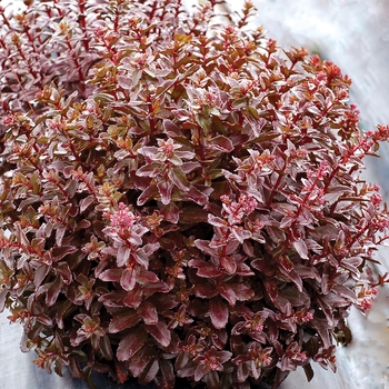 Sedum telephium 'Orbit Bronze' (121258)