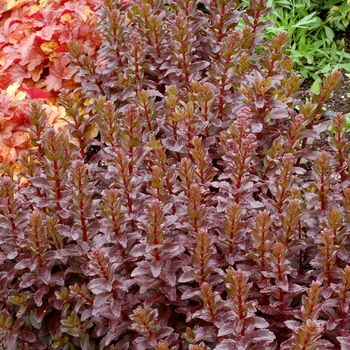 Sedum telephium 'Orbit Bronze' (121259)