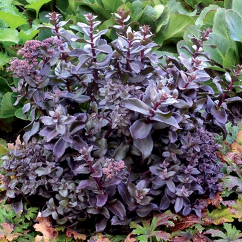 Sedum telephium 'Orbit Bronze' (121261)