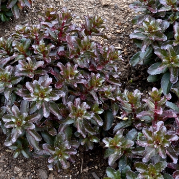 Sedum telephium 'Orbit Bronze' (121262)