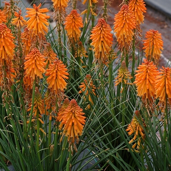 Kniphofia Poco™ 'Orange' (121292)