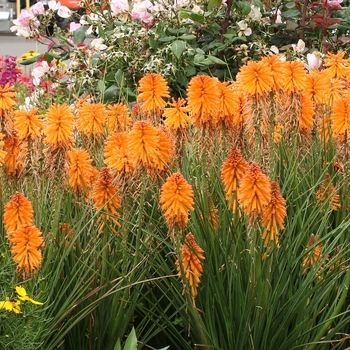 Kniphofia Poco™ 'Orange' (121293)