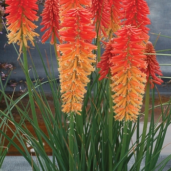 Kniphofia Poco™ 'Sunset' (121296)