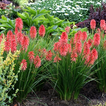 Kniphofia Poco™ 'Red' (121298)