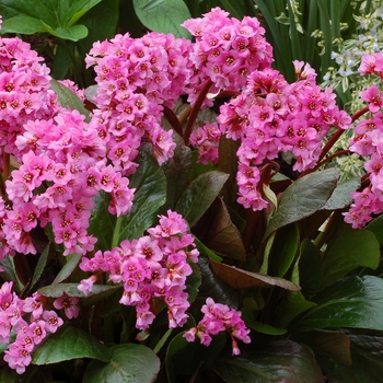 Bergenia 'Spring Fling' (121315)