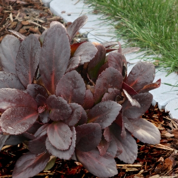 Bergenia 'Flirt' (121320)