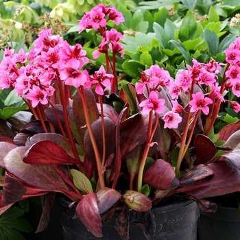 Bergenia 'Flirt' (121321)