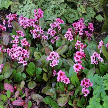 Bergenia 'Flirt' (121322)