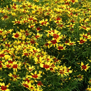 Coreopsis verticillata 'Firefly' (121326)