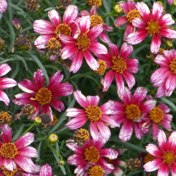 Coreopsis 'Madras Magic' (121331)