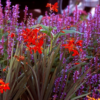 Crocosmia x crocosmiiflora Twilight Fairy™ 'Crimson' (121344)