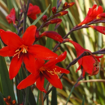 Crocosmia x crocosmiiflora Twilight Fairy™ 'Crimson' (121345)