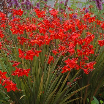 Crocosmia x crocosmiiflora Twilight Fairy™ 'Crimson' (121346)